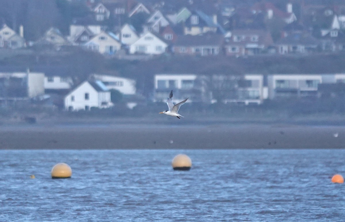 Lesser Crested Tern - ML646509969