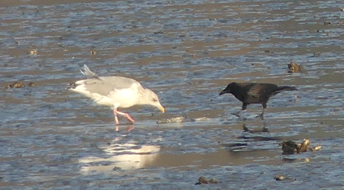 gull sp. - ML646509970