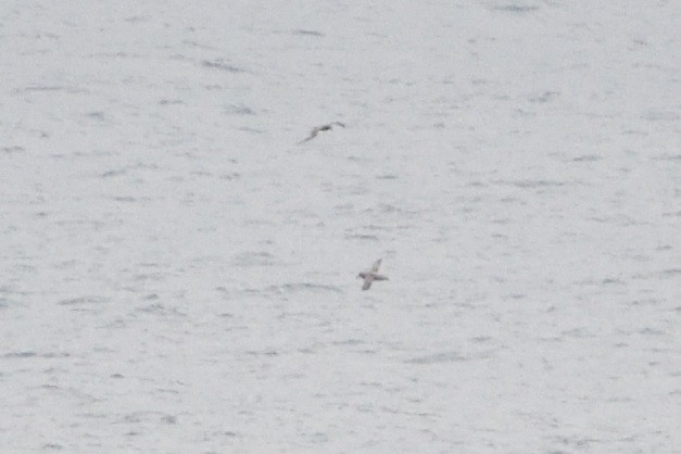 Sooty Albatross - ML646509971