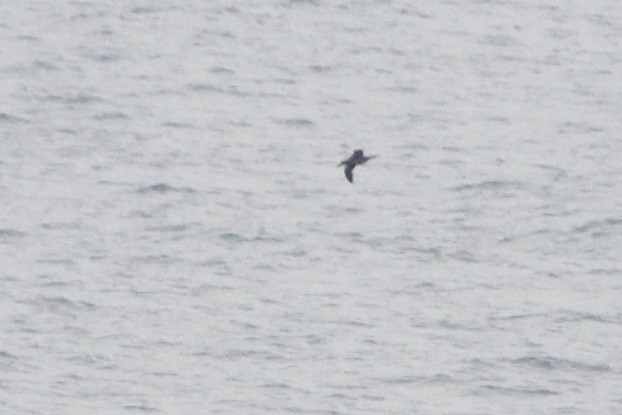 Sooty Albatross - ML646509972
