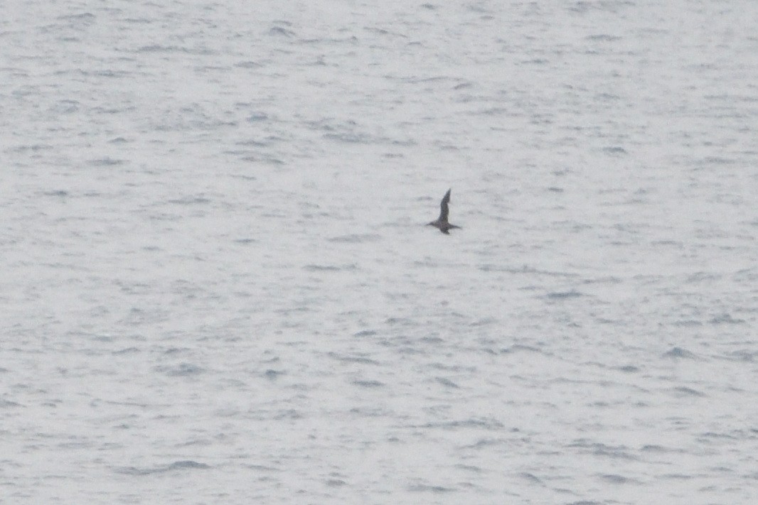 Sooty Albatross - ML646509973