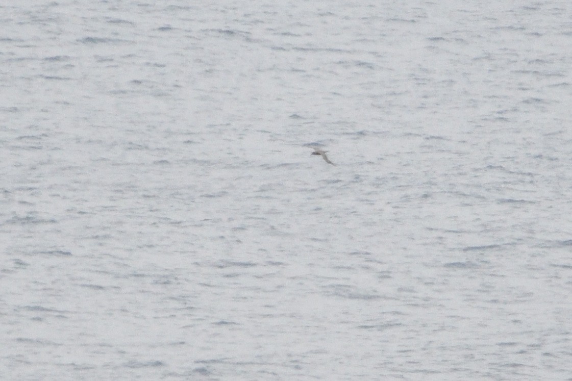 Sooty Albatross - ML646509974