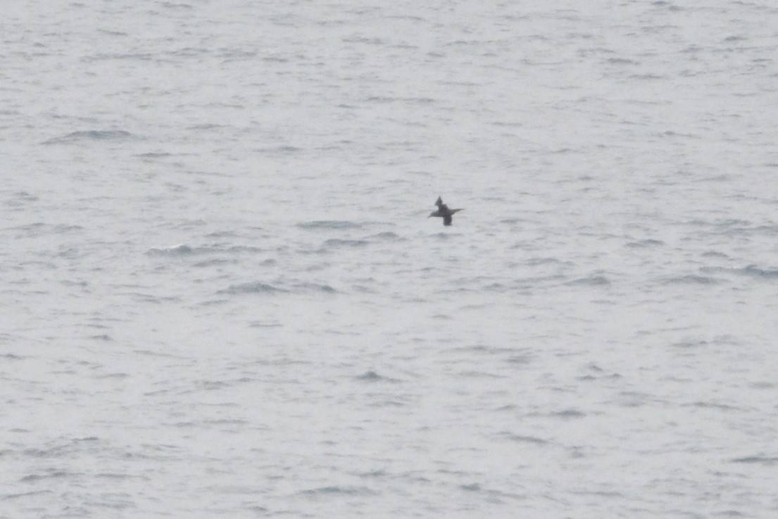 Sooty Albatross - ML646509975