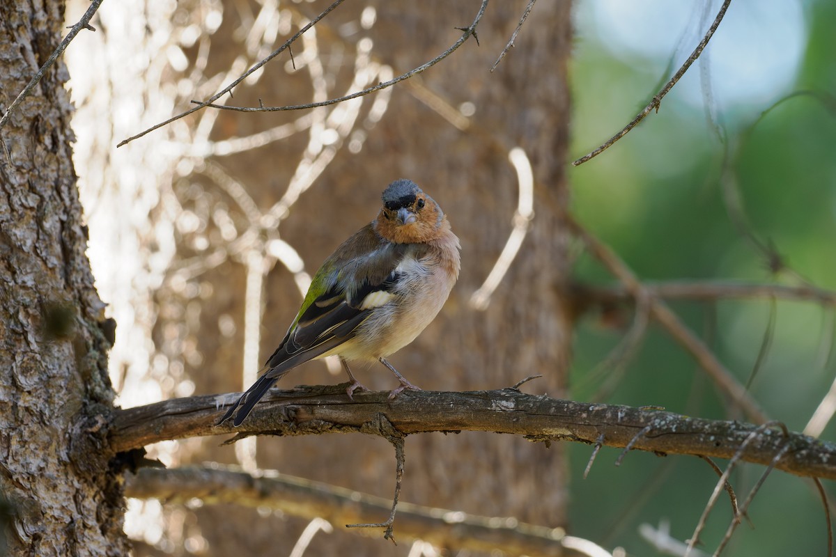 Common Chaffinch - ML646509976