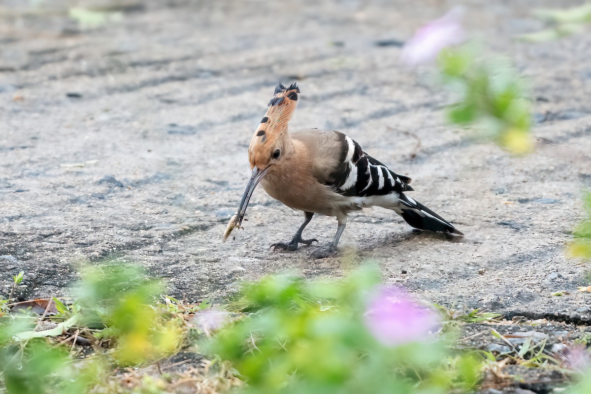 Common Hoopoe - ML646509977