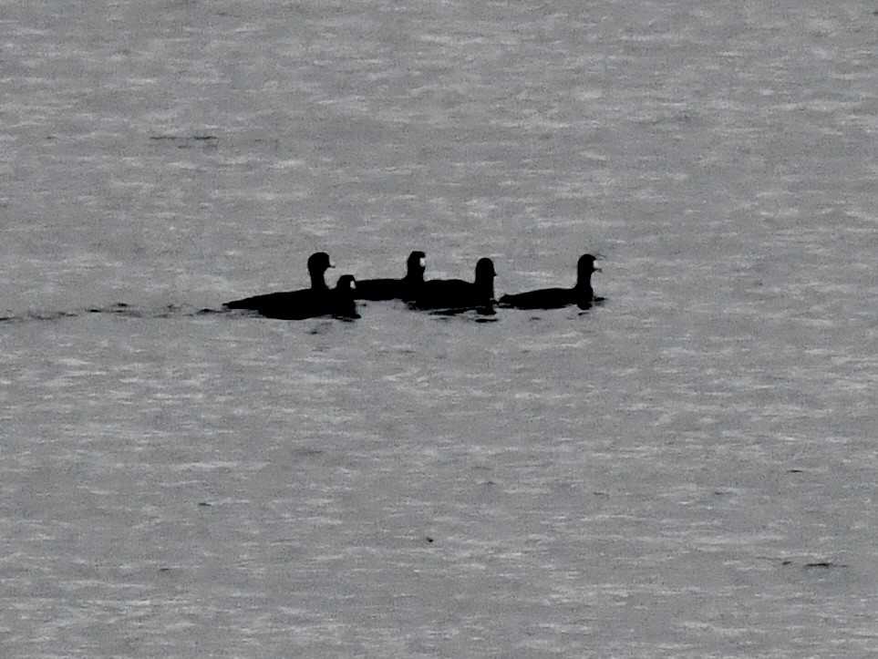 American Coot (Red-shielded) - ML646509978