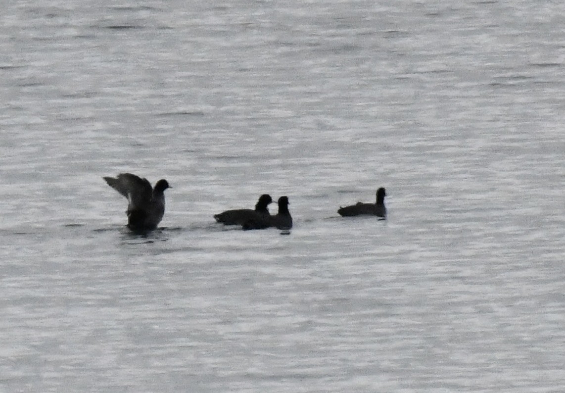 American Coot (Red-shielded) - ML646509979