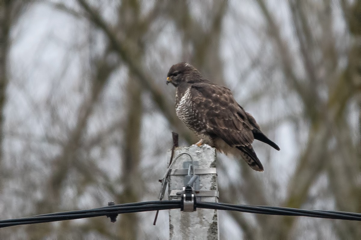 Common Buzzard - ML646509980