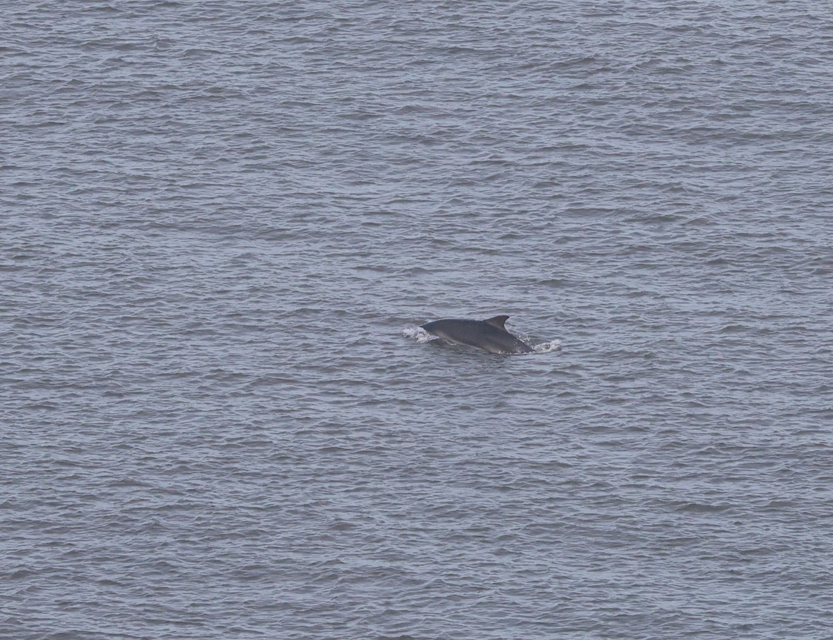 Common Bottlenose Dolphin - ML646509981