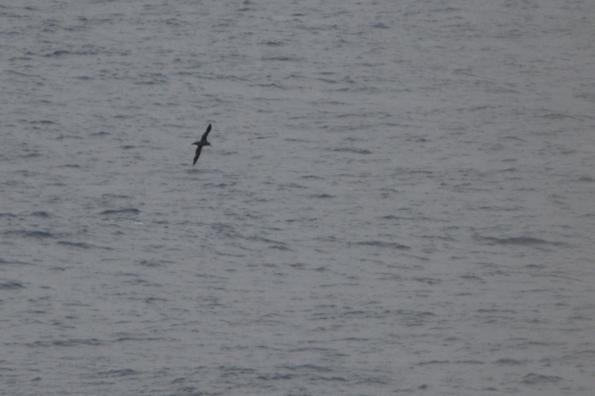 Sooty Albatross - ML646509983