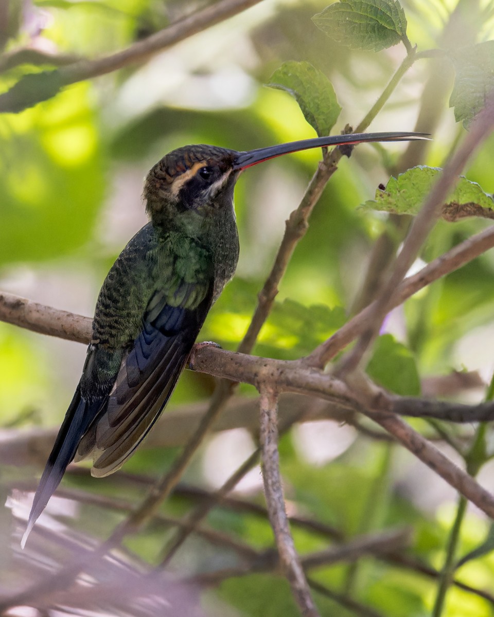 White-whiskered Hermit - ML646509985
