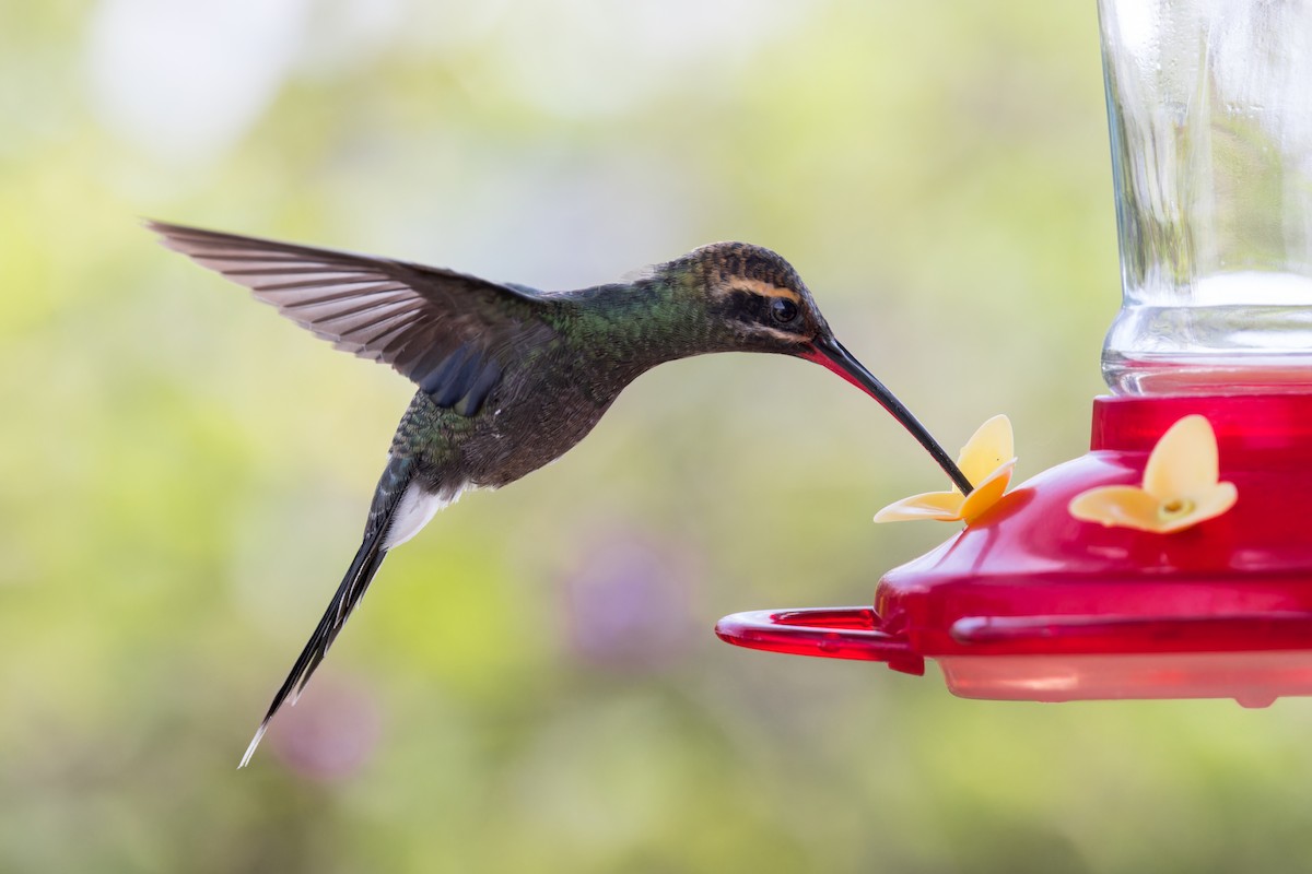 White-whiskered Hermit - ML646509986