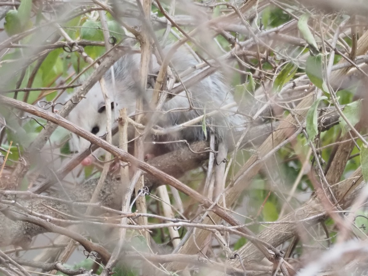 Opossums - ML646509987