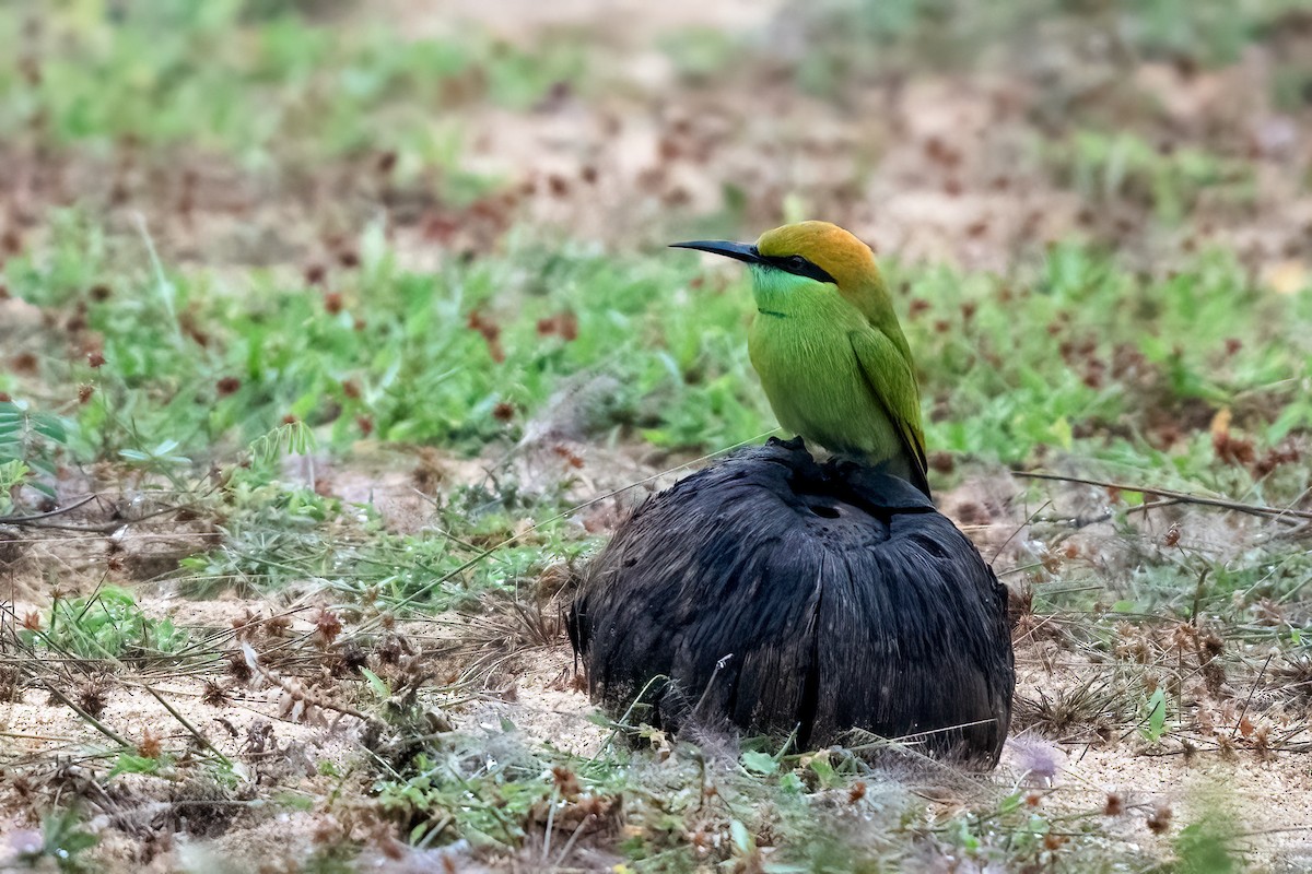 Asian Green Bee-eater - ML646509988