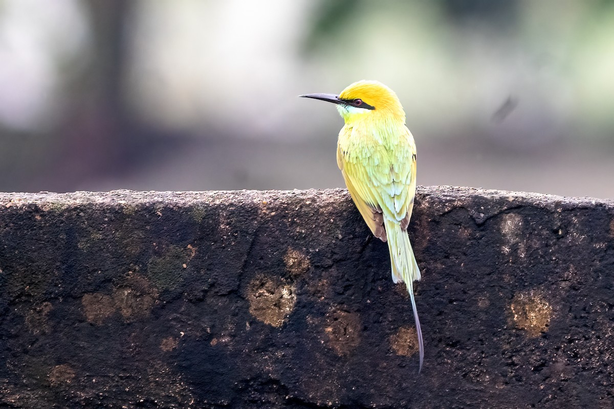 Asian Green Bee-eater - ML646509989