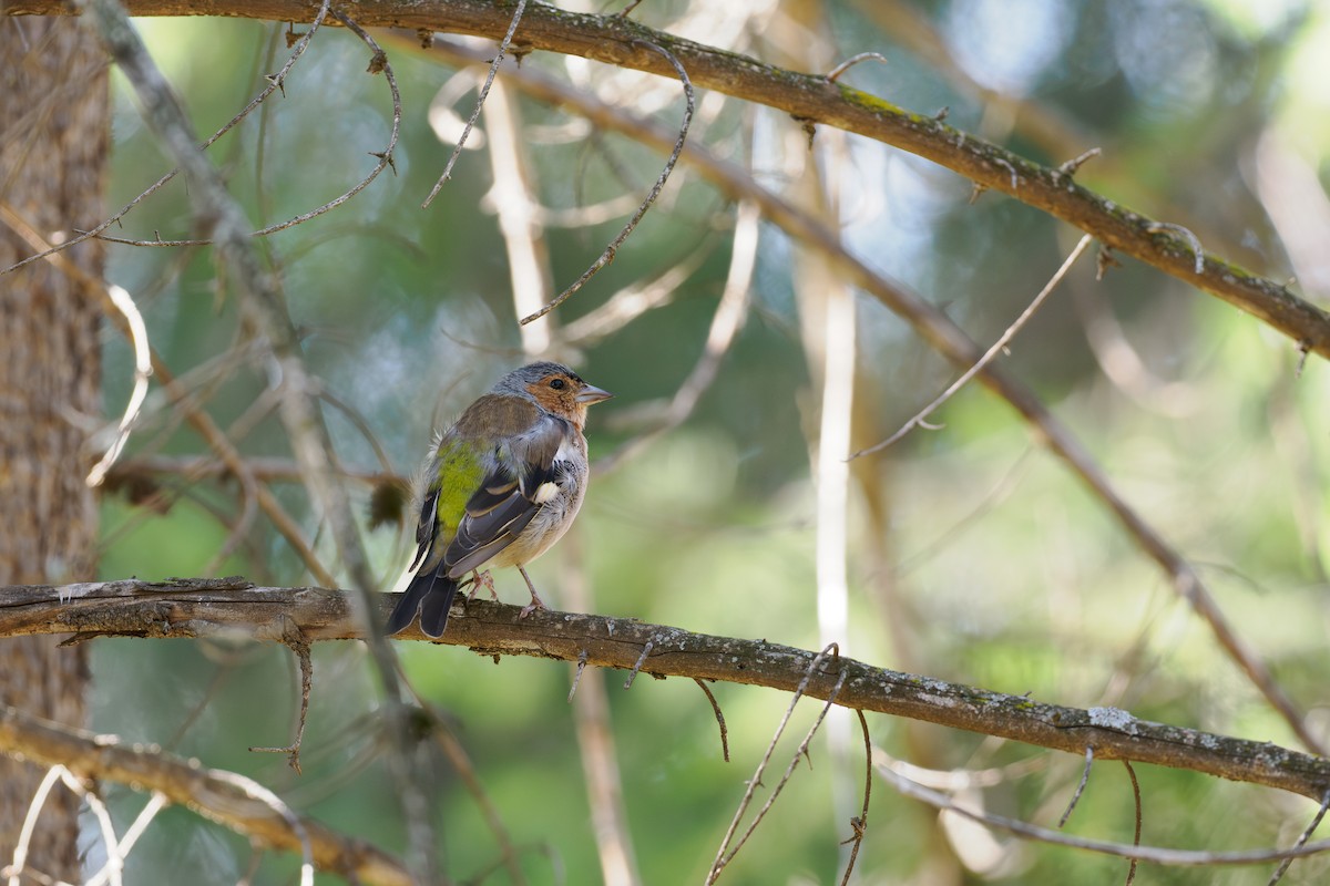 Common Chaffinch - ML646509990