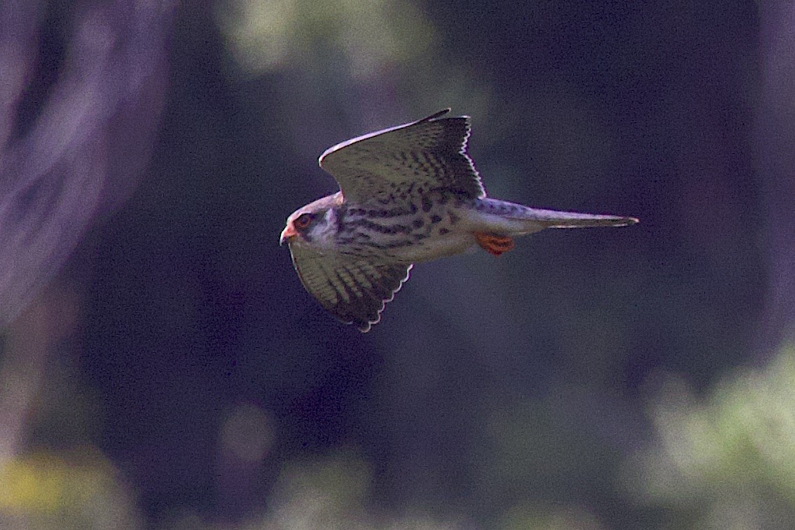 Amur Falcon - ML646509991