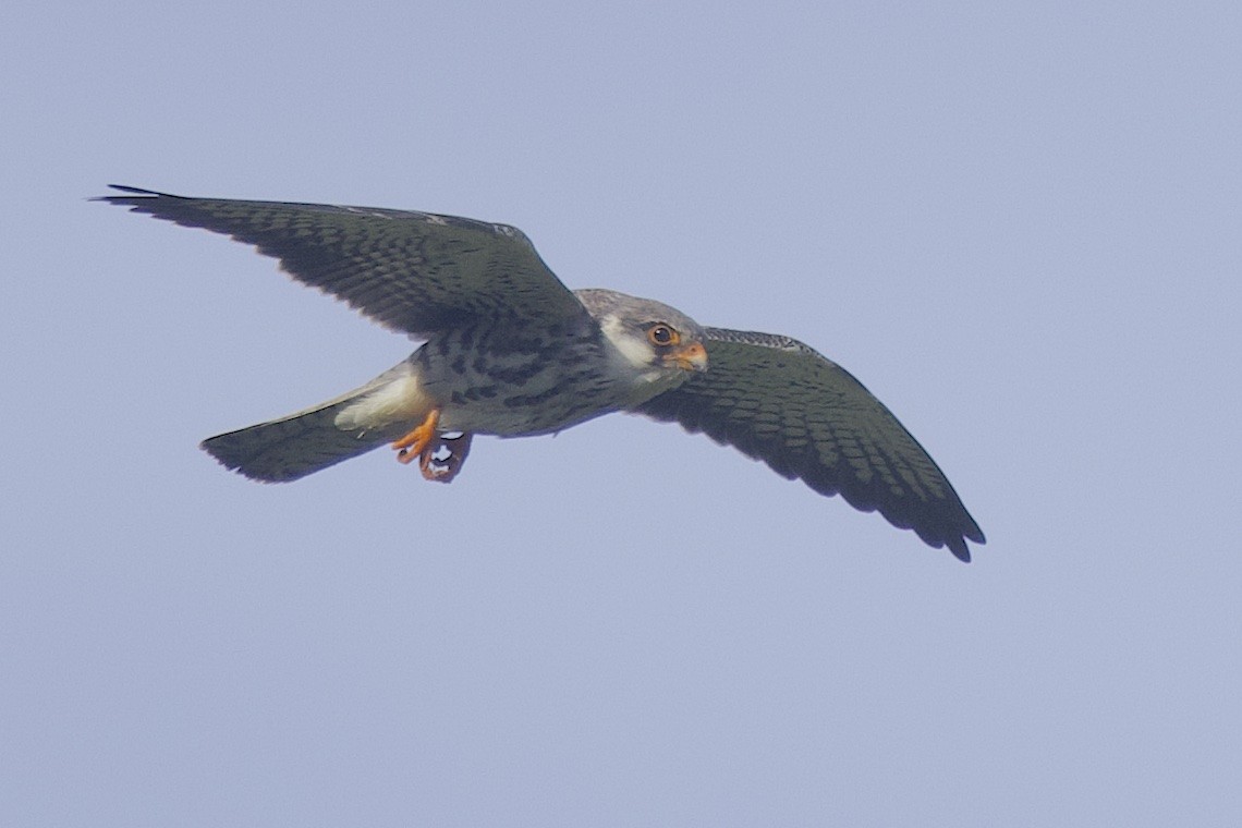 Amur Falcon - ML646509992