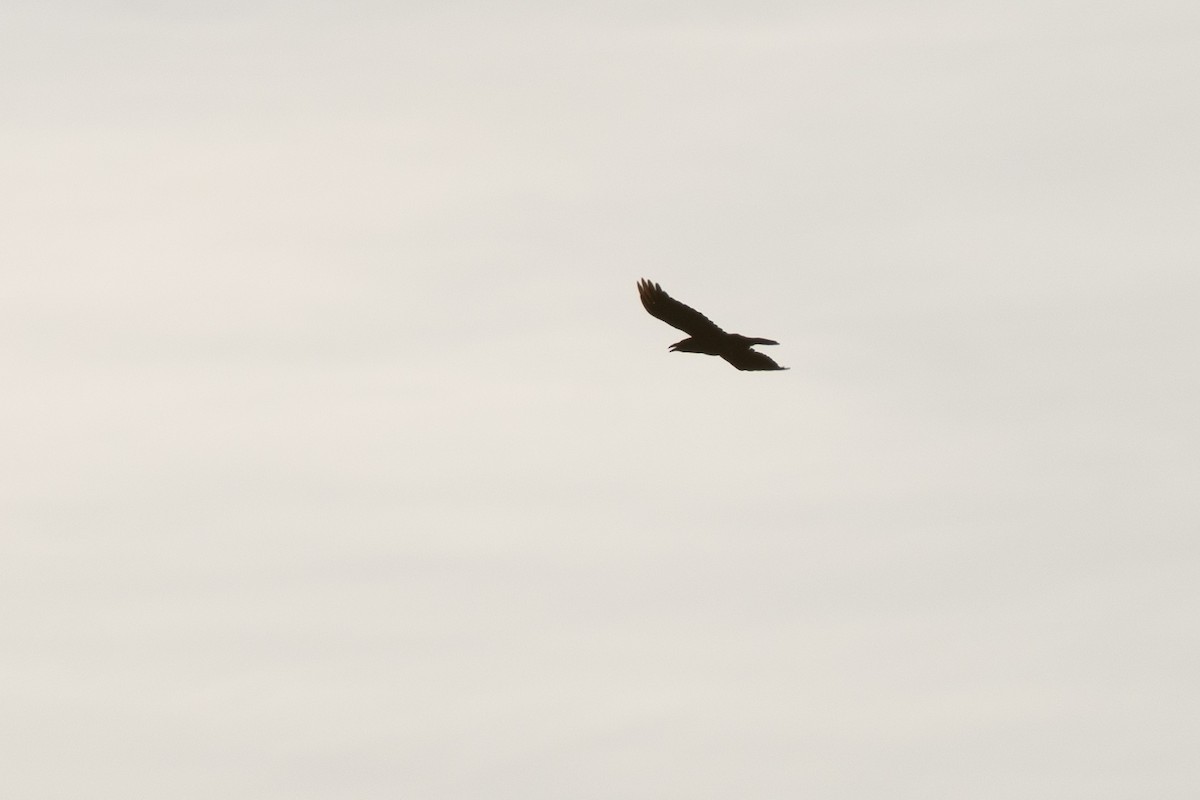 Common Raven - ML646509993