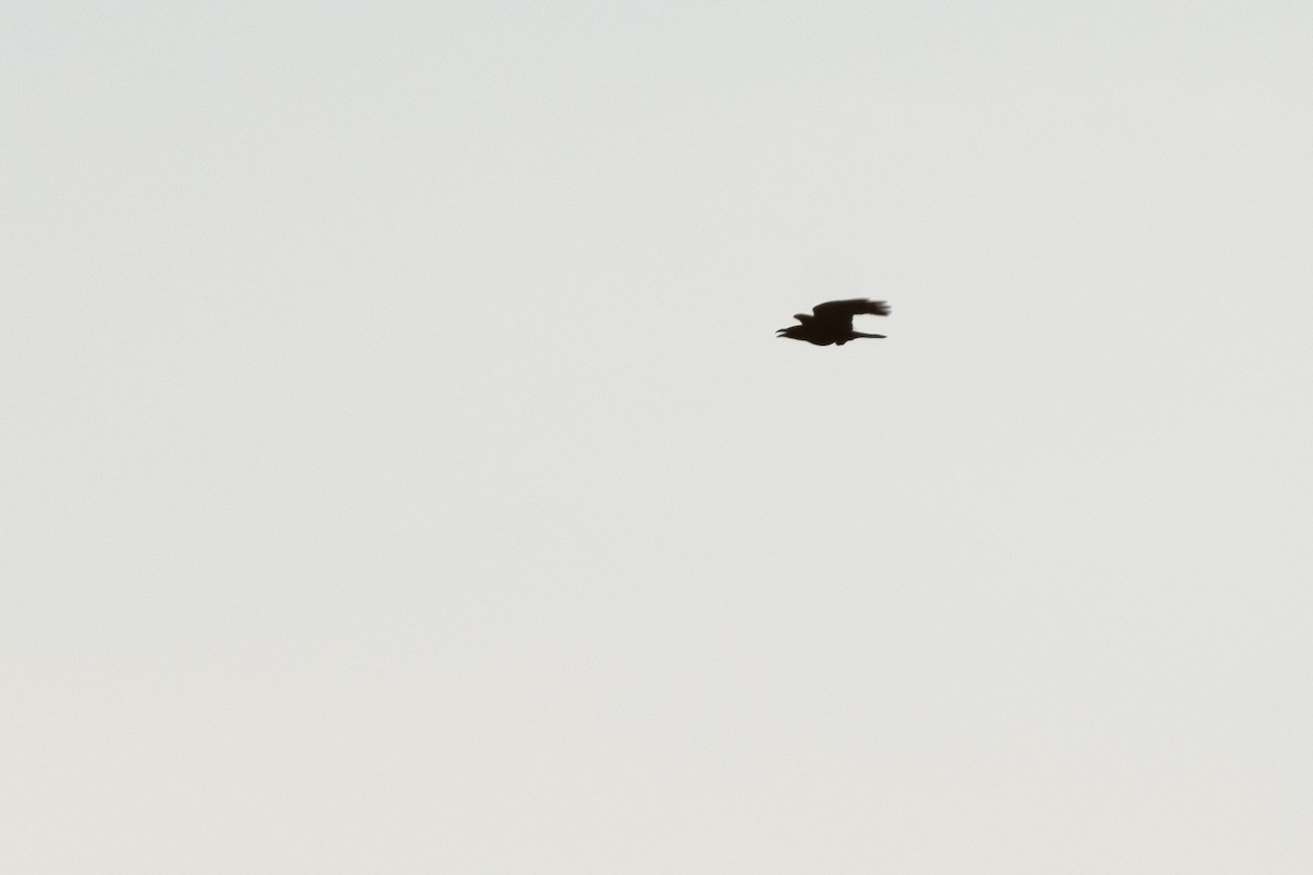 Common Raven - ML646509995