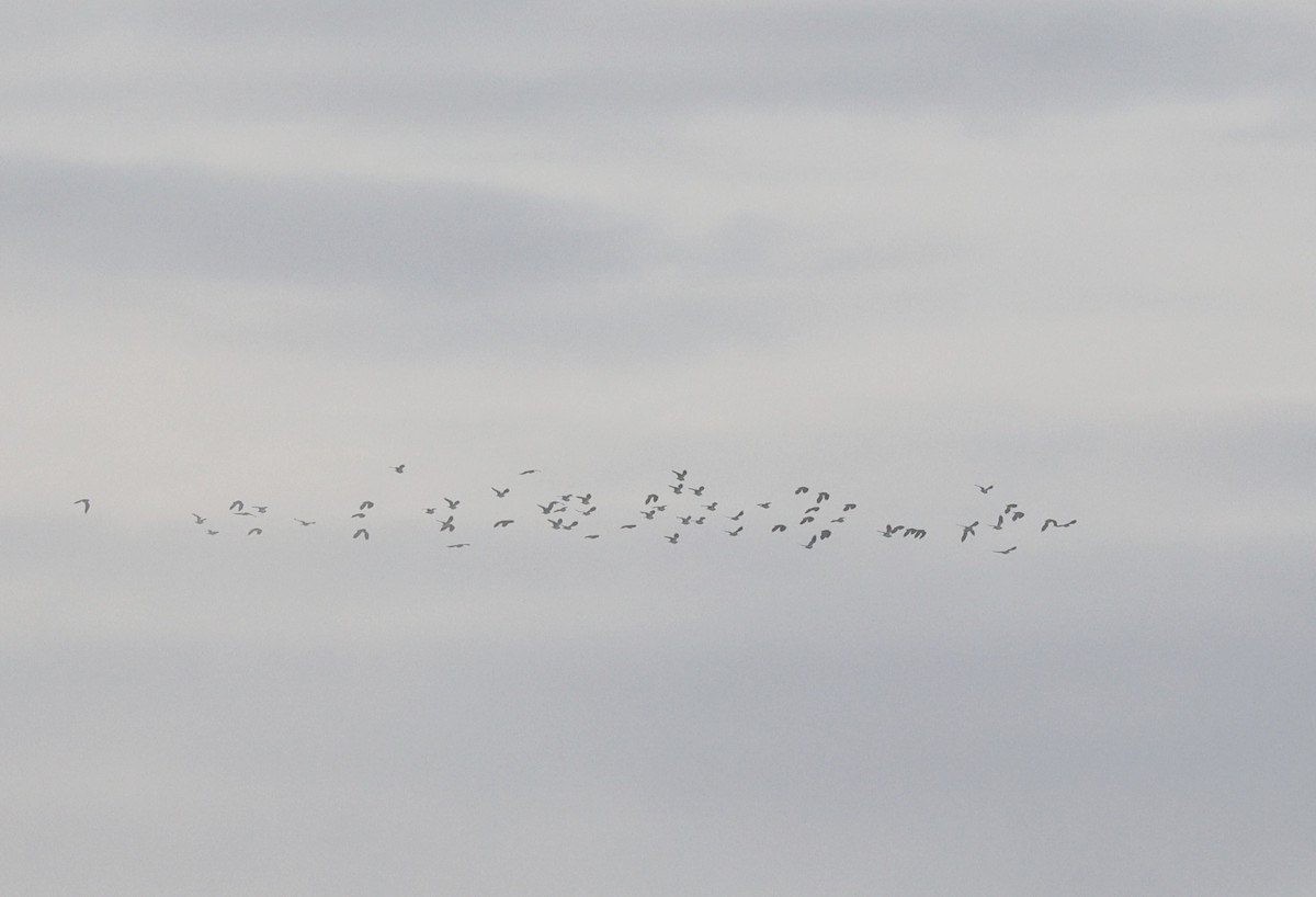 Northern Lapwing - ML646509996