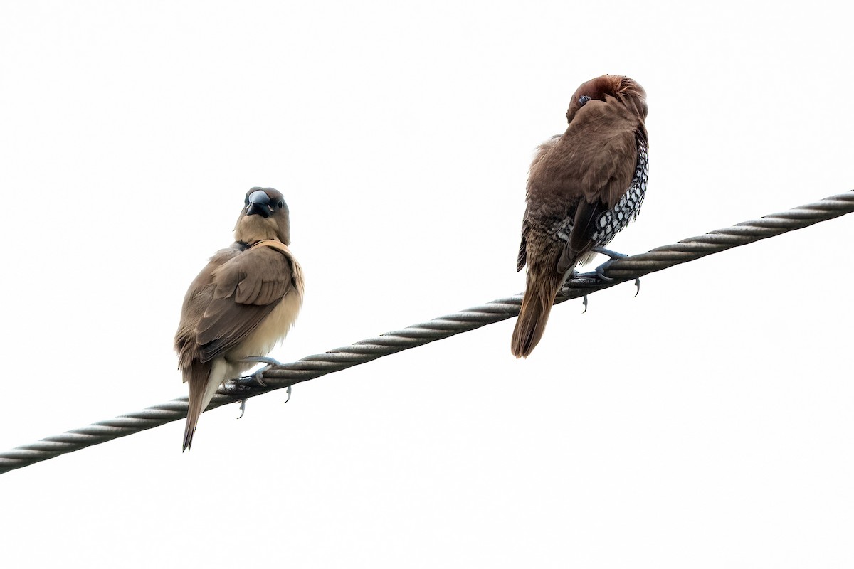 Scaly-breasted Munia - ML646509997