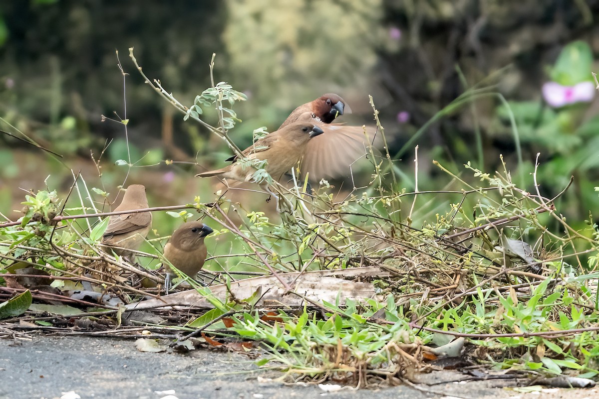Scaly-breasted Munia - ML646509998