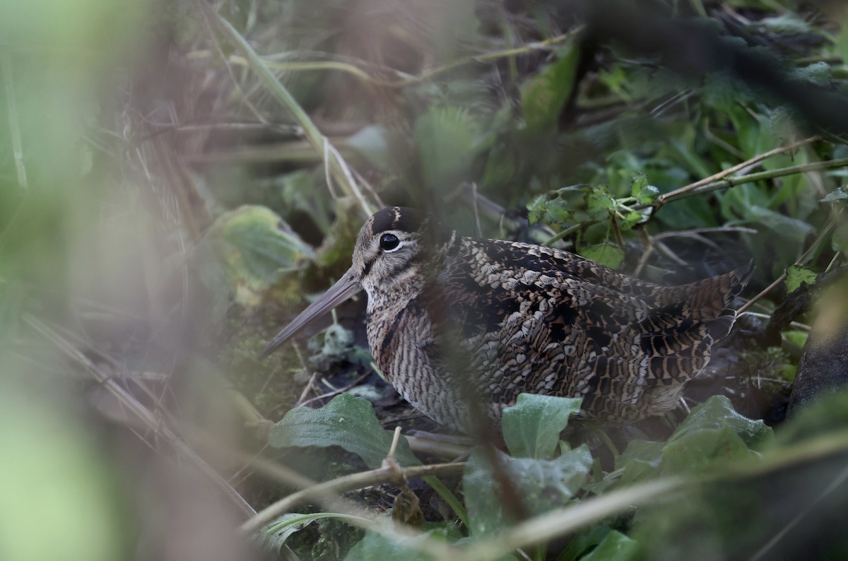 Eurasian Woodcock - ML646510000