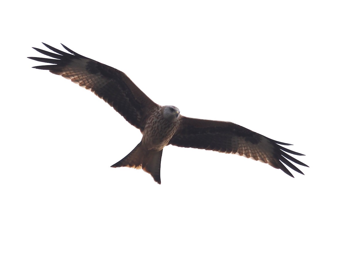 Nibbio reale - ML646510002