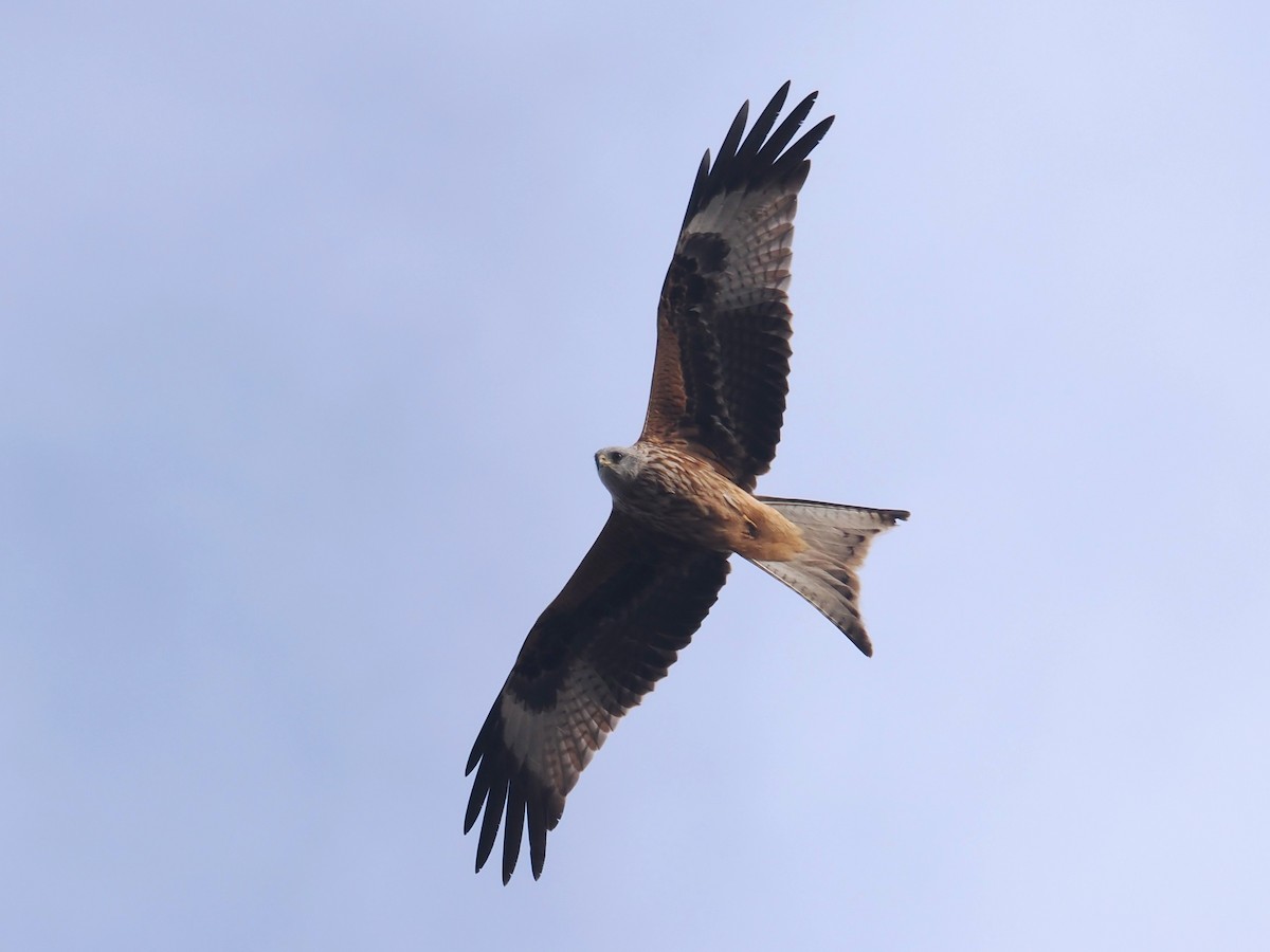 Nibbio reale - ML646510003