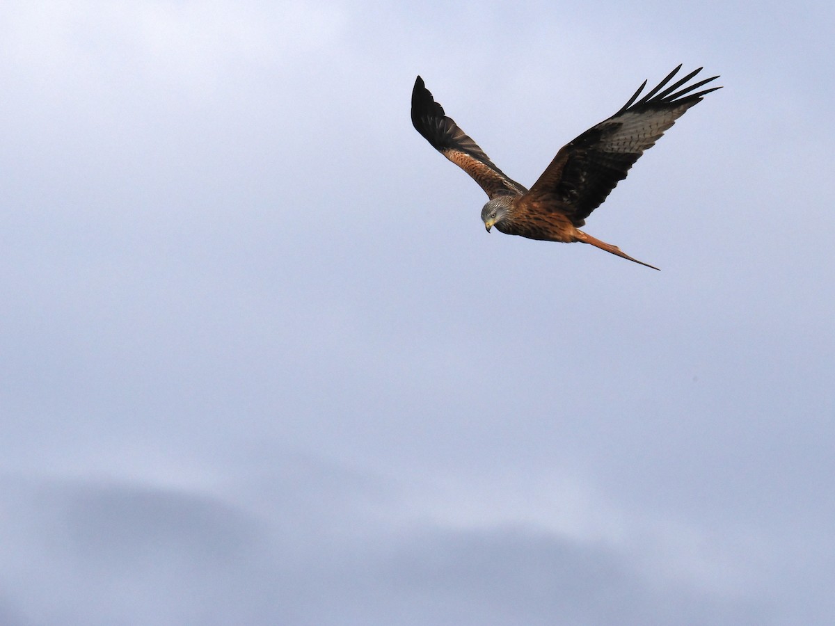 Nibbio reale - ML646510004