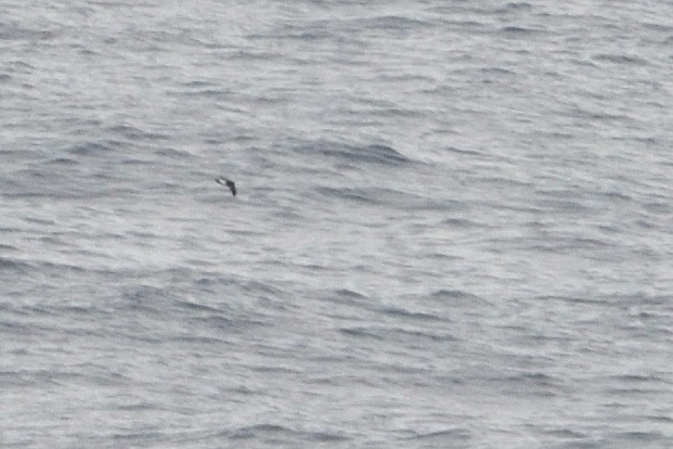 svartbukstormsvale - ML646510005