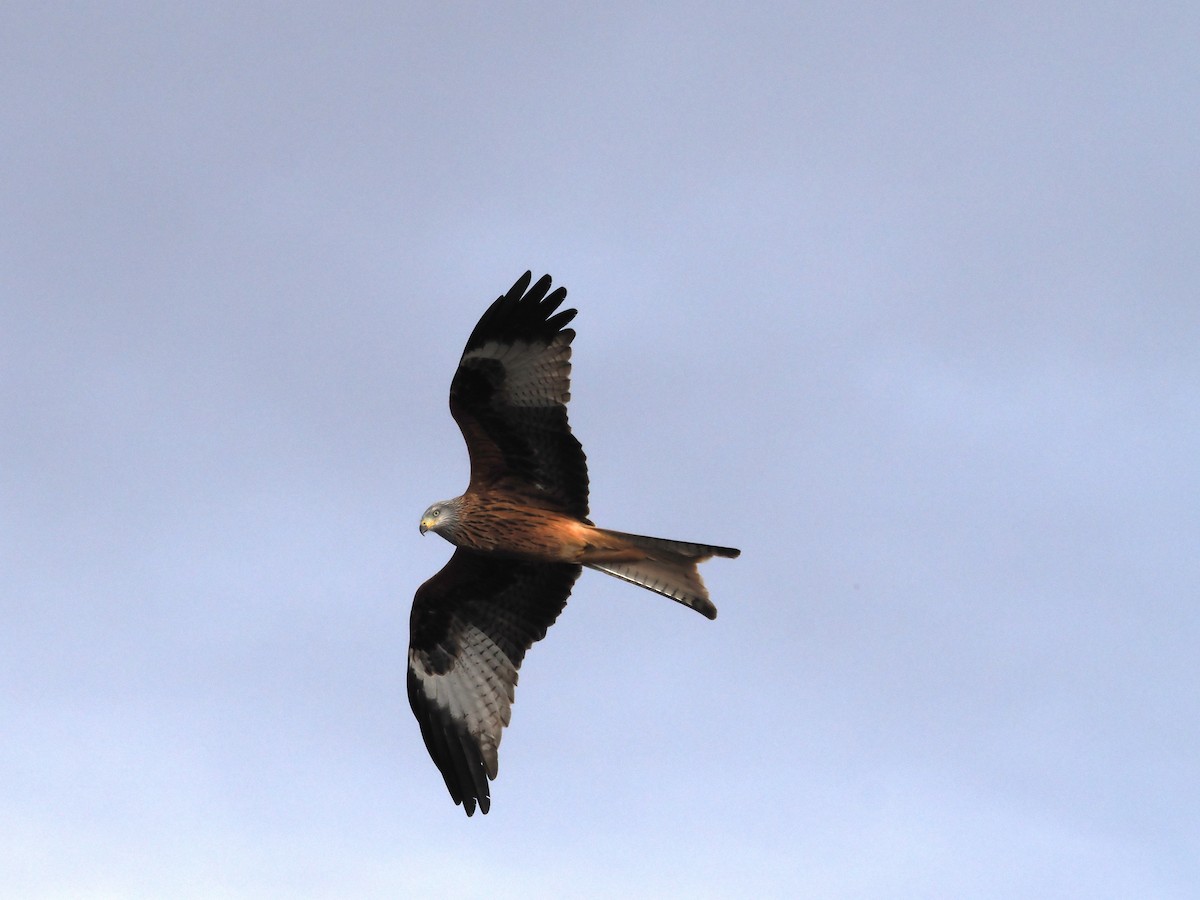 Nibbio reale - ML646510006