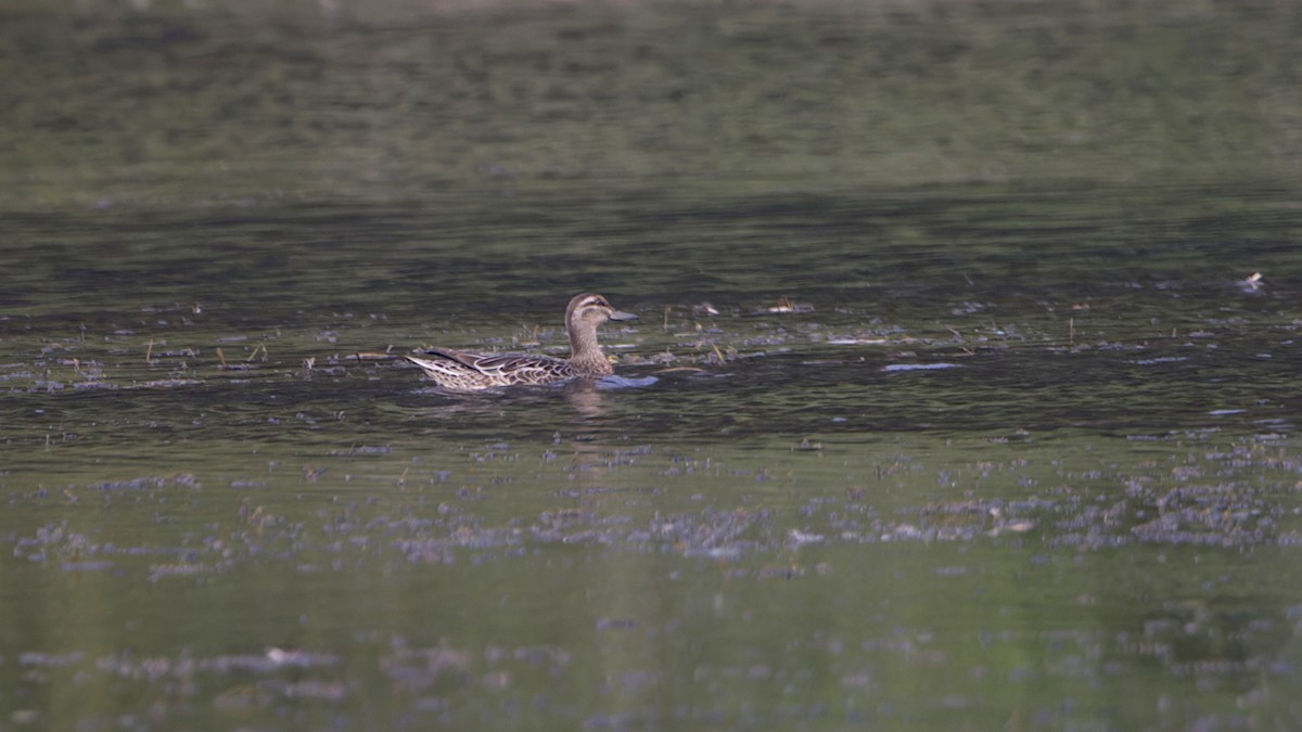 Garganey - ML646510009