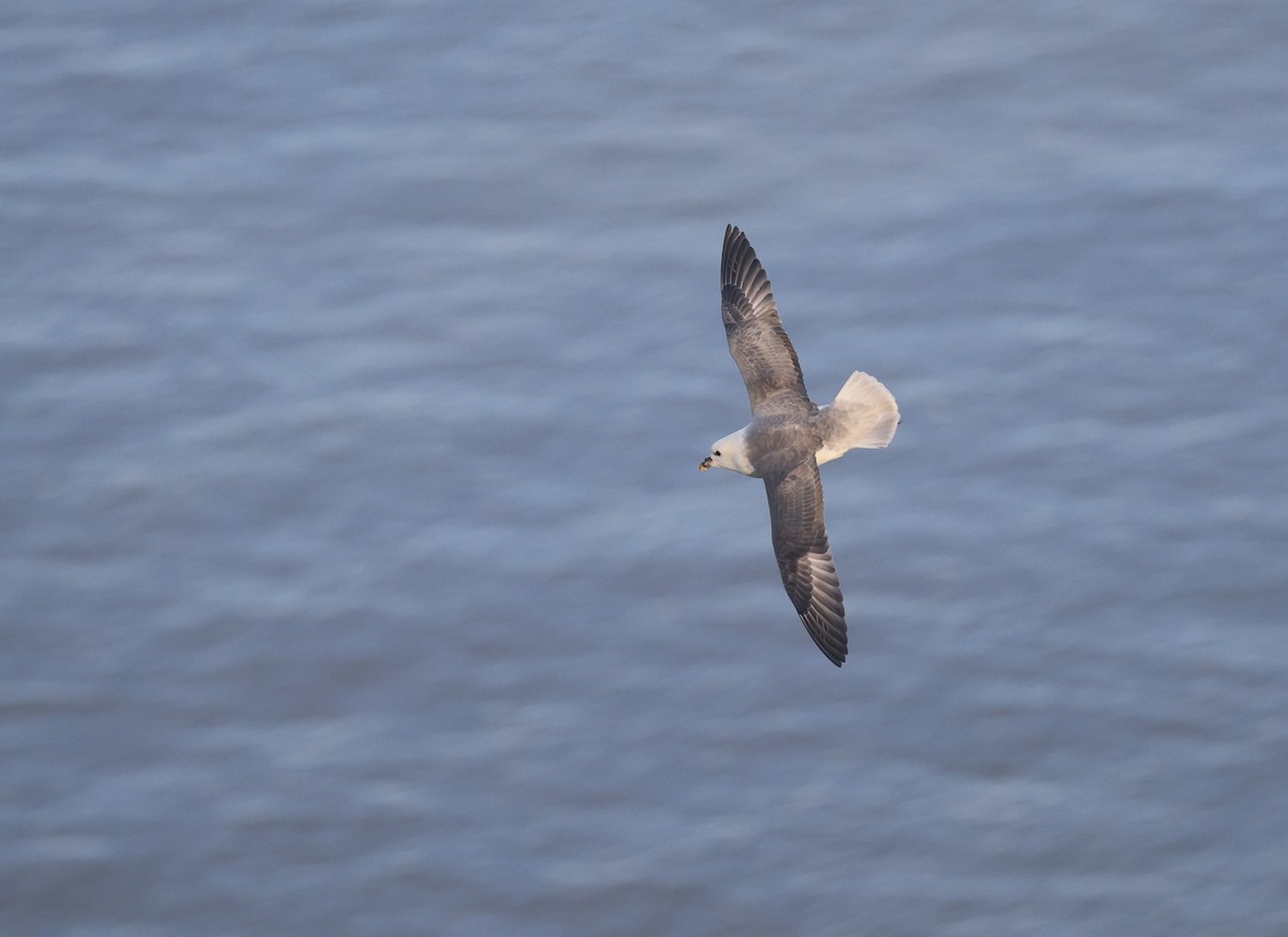 Northern Fulmar - ML646510021