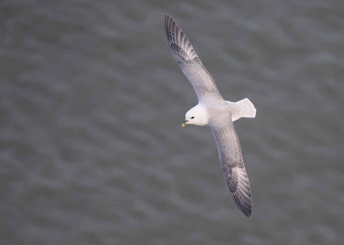 Northern Fulmar - ML646510023