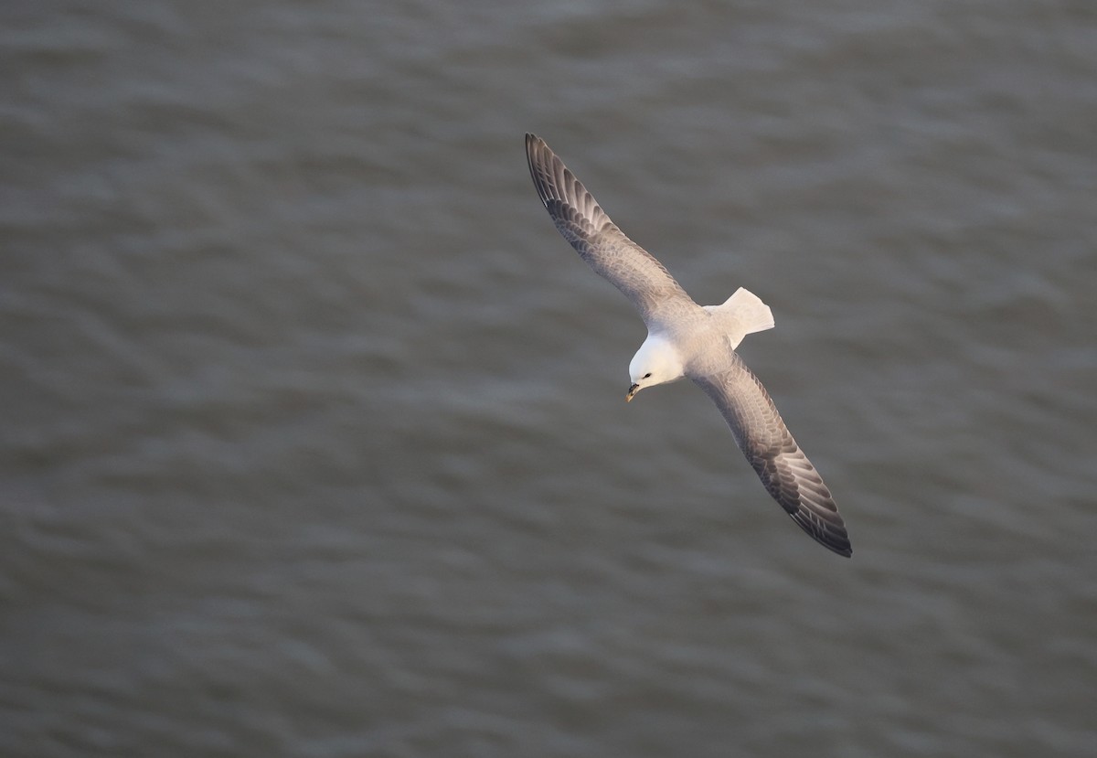 Northern Fulmar - ML646510024