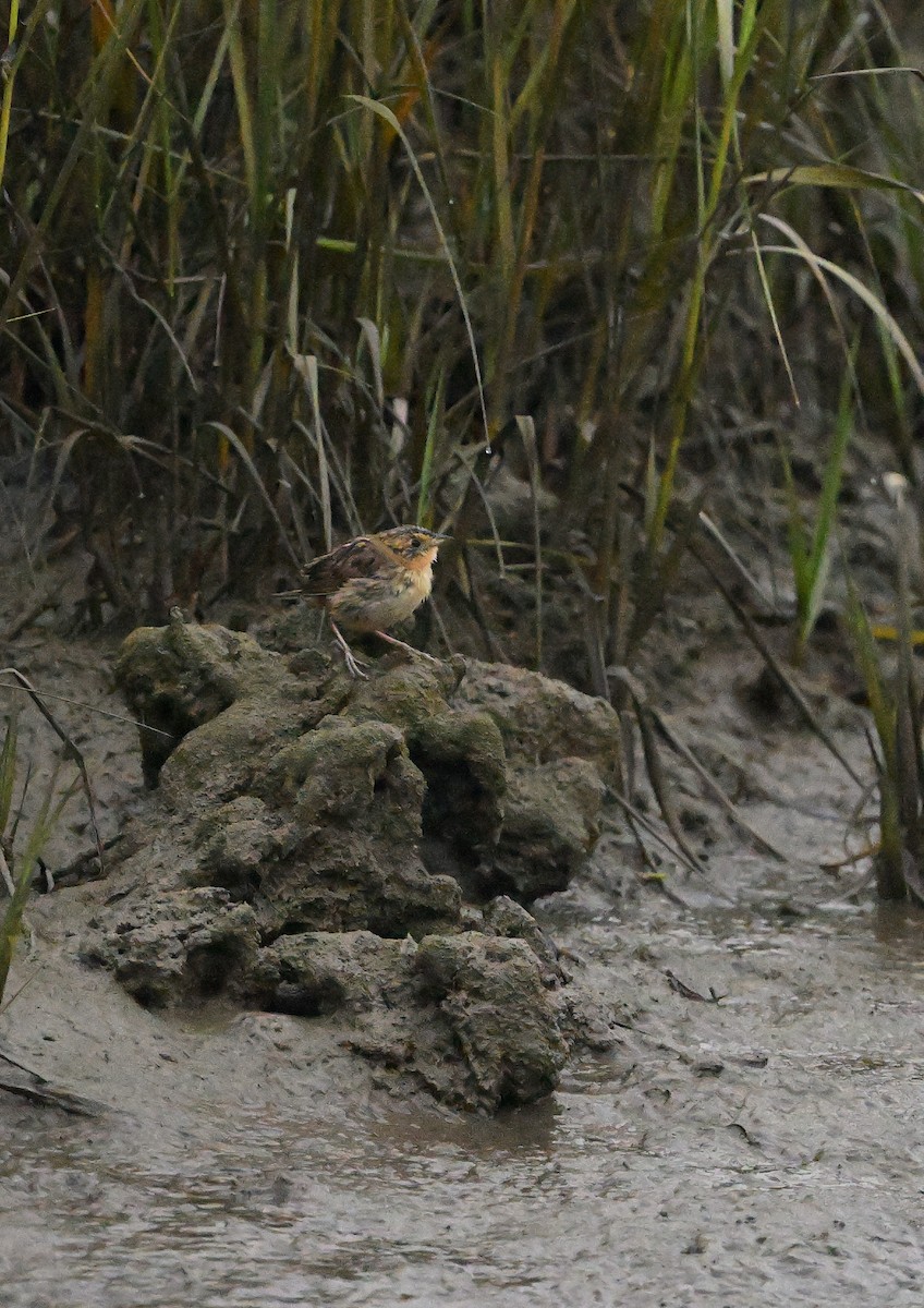 Saltmarsh Sparrow - ML646510026