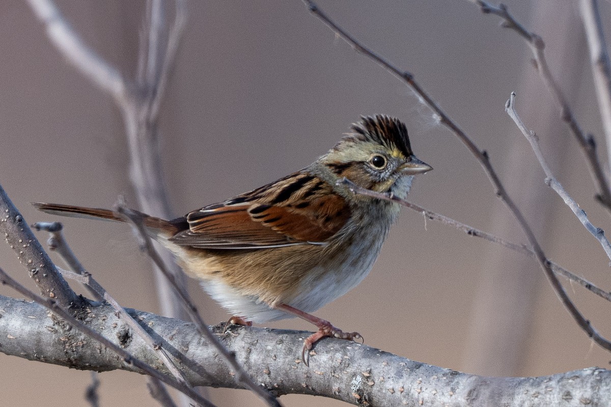 Swamp Sparrow - ML646510028