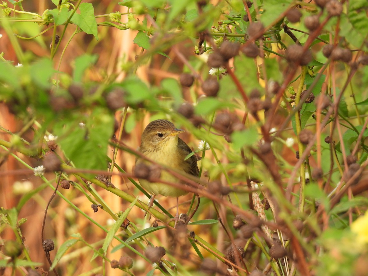 cvrčilka zelená - ML646510036