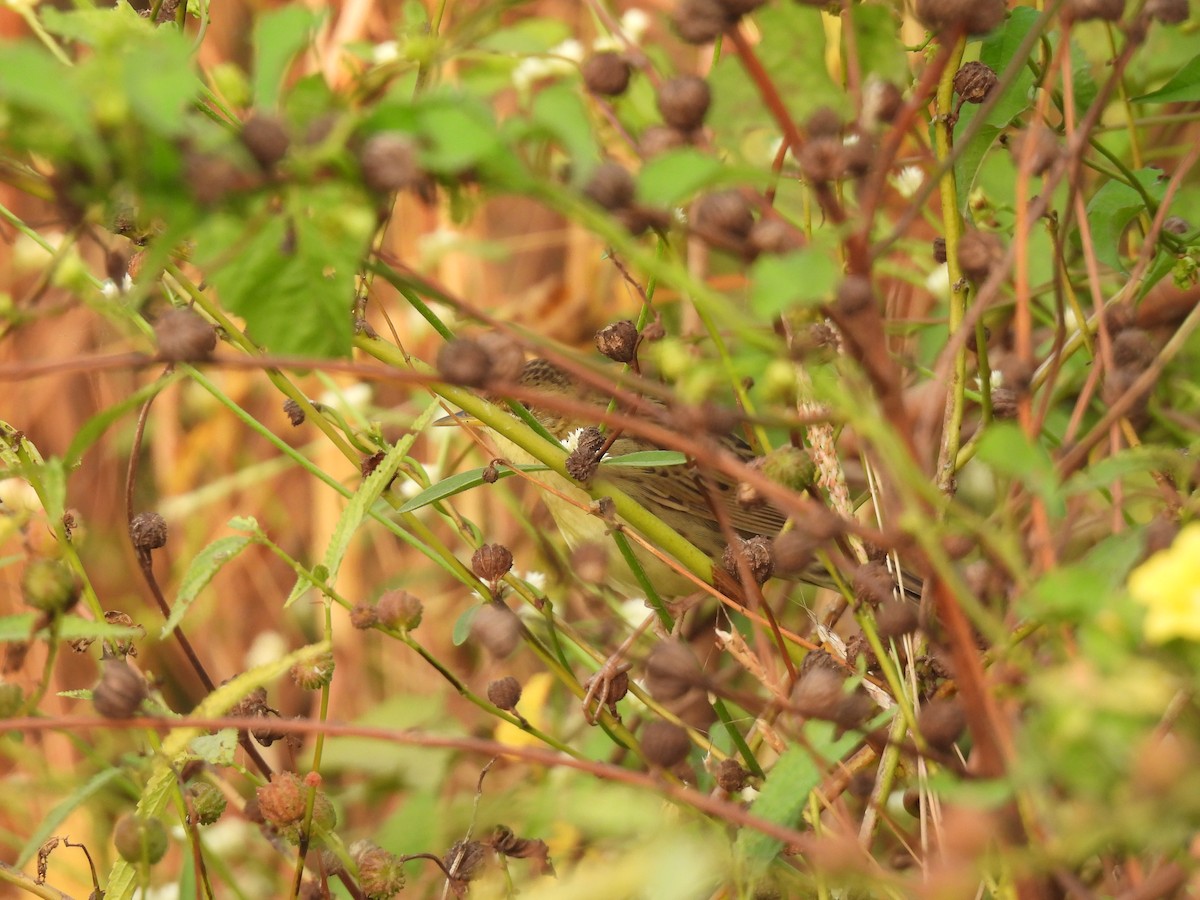 cvrčilka zelená - ML646510037