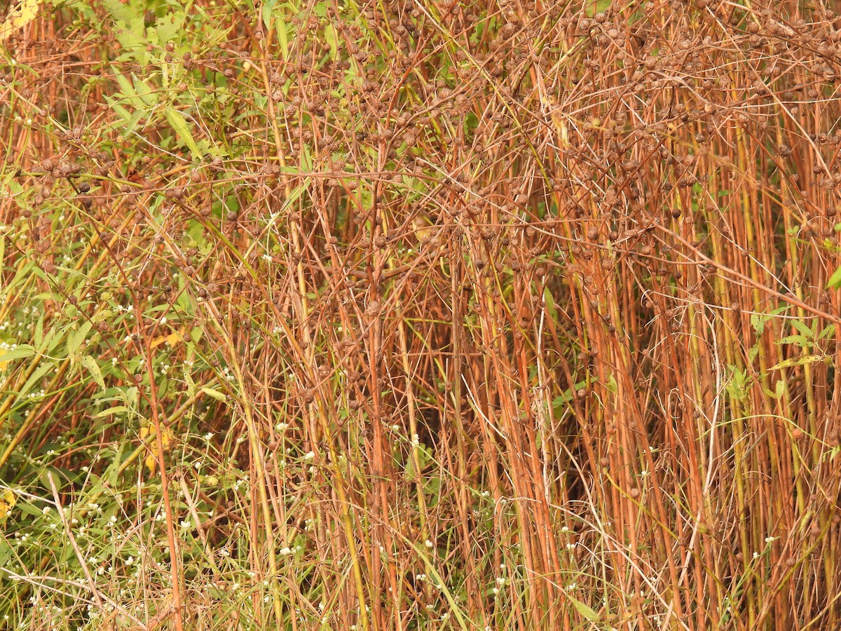 cvrčilka zelená - ML646510038