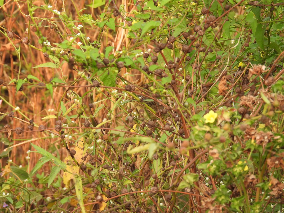 cvrčilka zelená - ML646510039