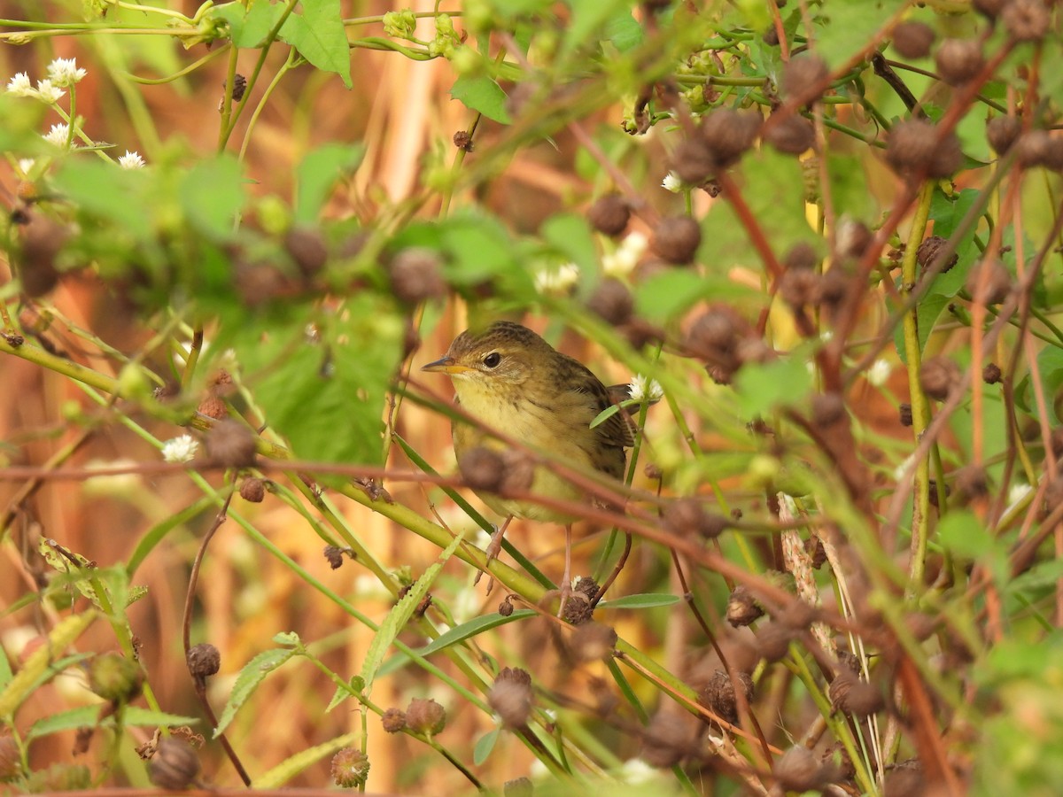 cvrčilka zelená - ML646510040