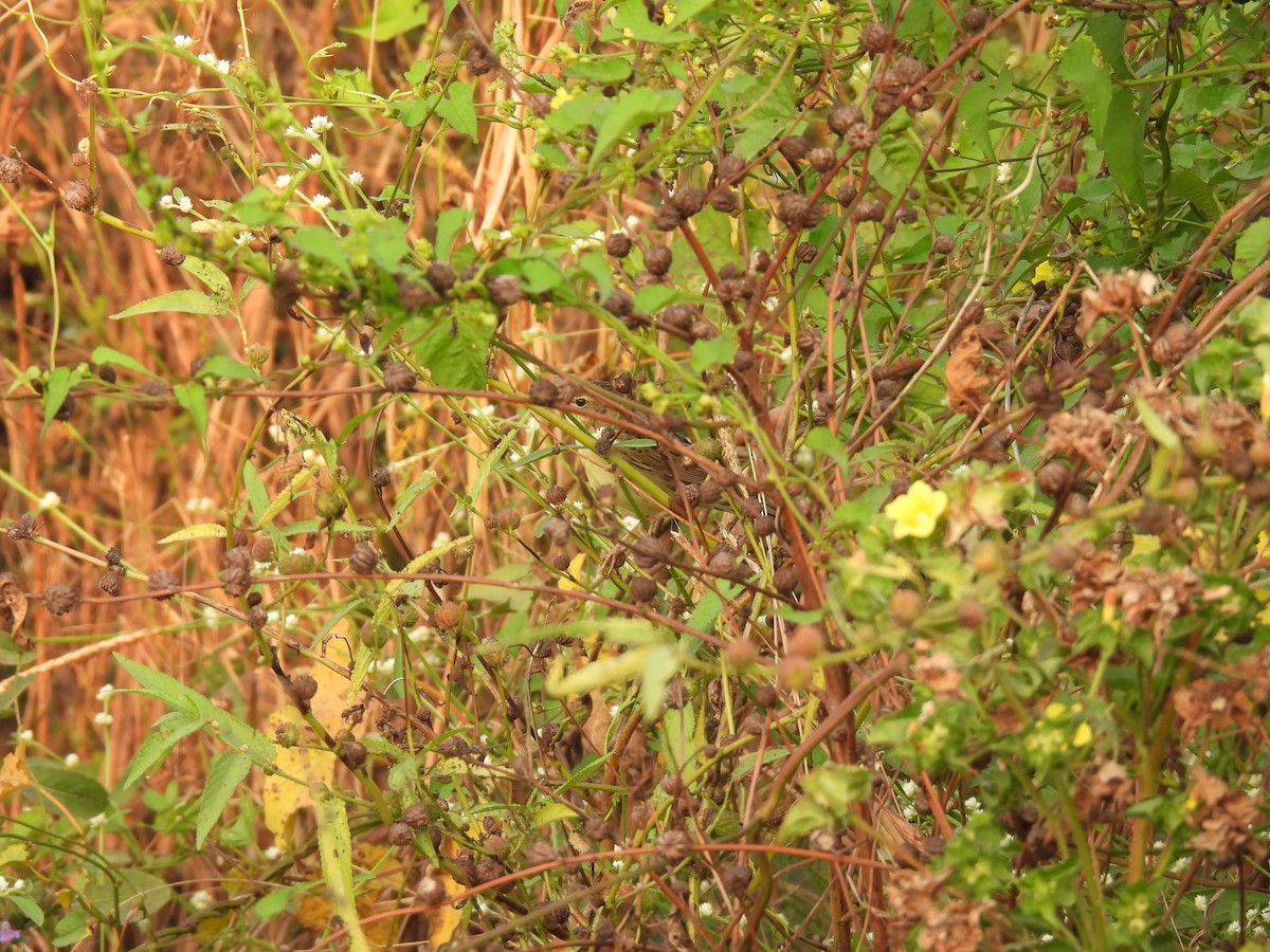 cvrčilka zelená - ML646510041