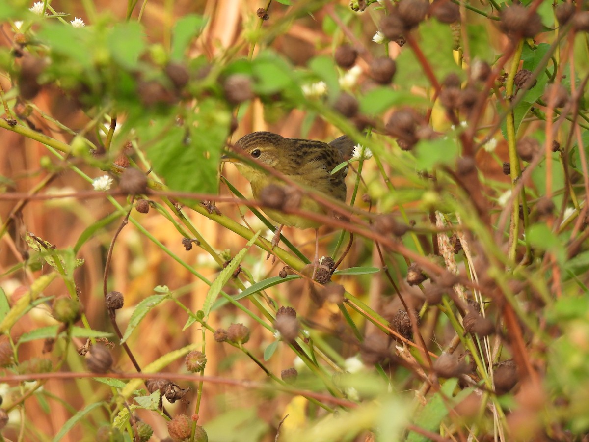 cvrčilka zelená - ML646510042