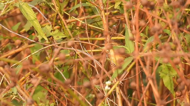Common Grasshopper Warbler - ML646510045