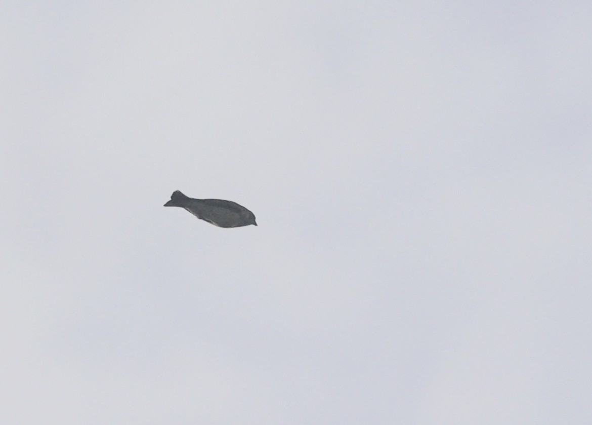 Lapland Longspur - ML646510046