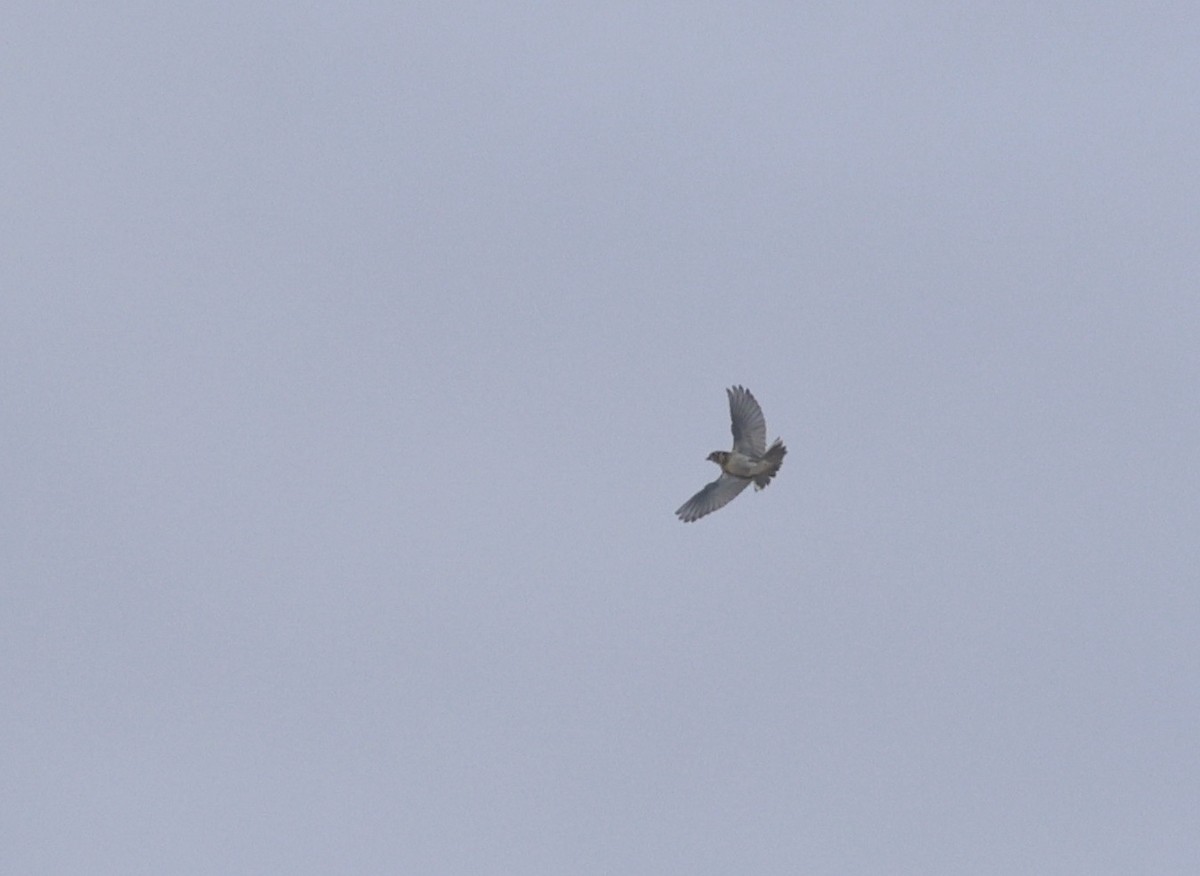 Lapland Longspur - ML646510048