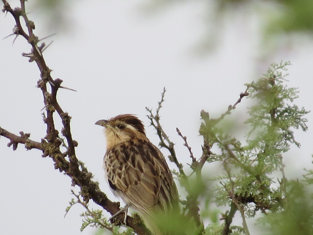 Тахете - ML646510049